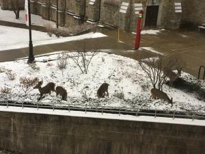 Small herd of deer outside Folsom Library